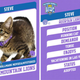 Illustration for article titled Puppy Bowl, Fish Bowl, Kitten Bowl: Counterprogramming The Super Bowl